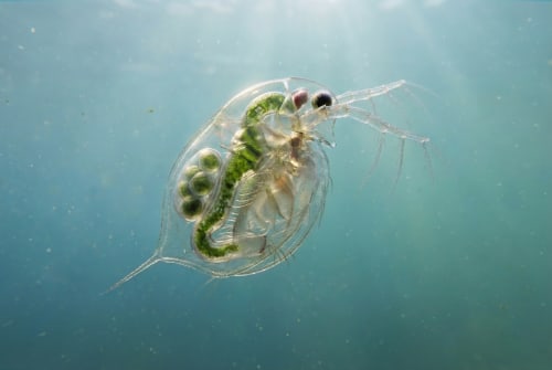 Daphnia (water flea) in pond water, a critical zooplankton grazer