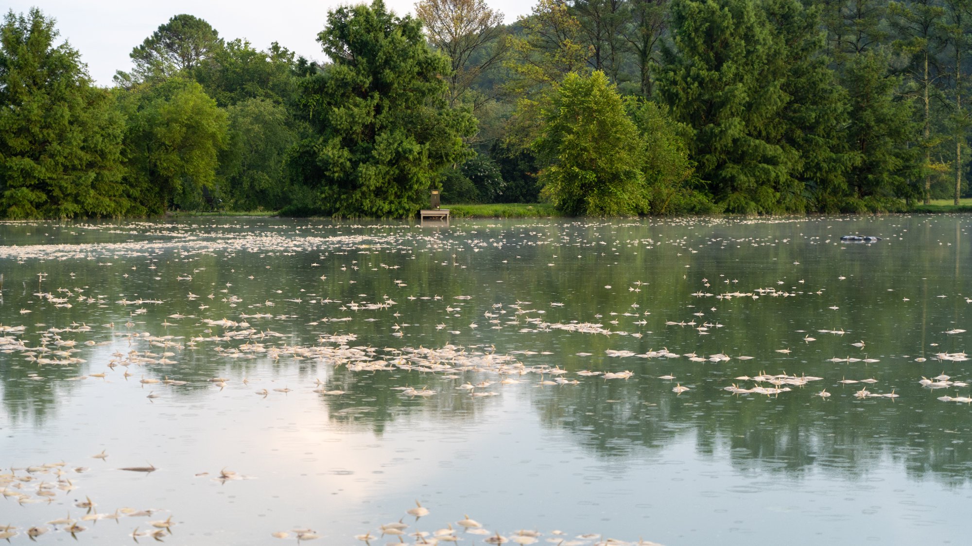 Thousands of dead coppernose bluegill floating on the surface of the Slab Lab pond after the July 2025 fish kill