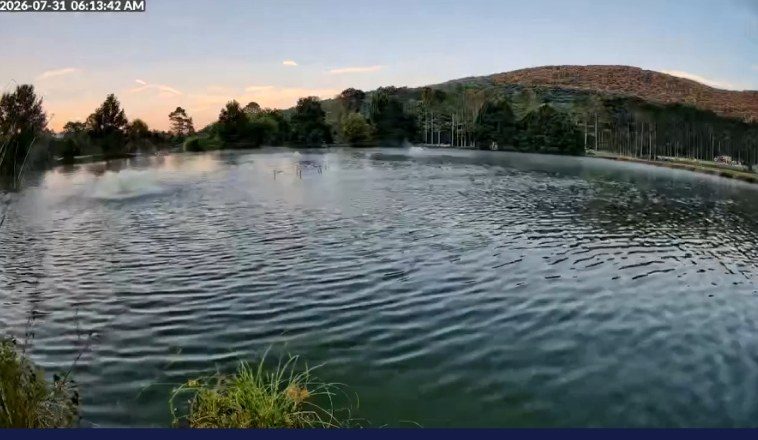 Live video of the Slab Lab pond at sunrise